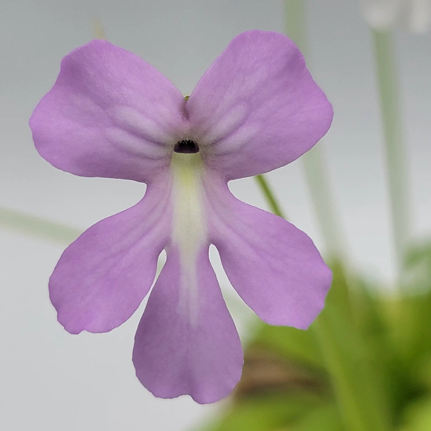 Pinguicula Moranensis Alba and Moctezumae Hybrid