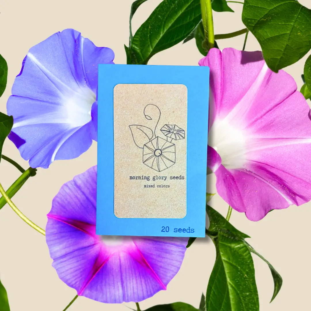 Morning Glory Seeds blue box from Plantflix with kraft label, 20 seeds on Tampa Home & Garden Store