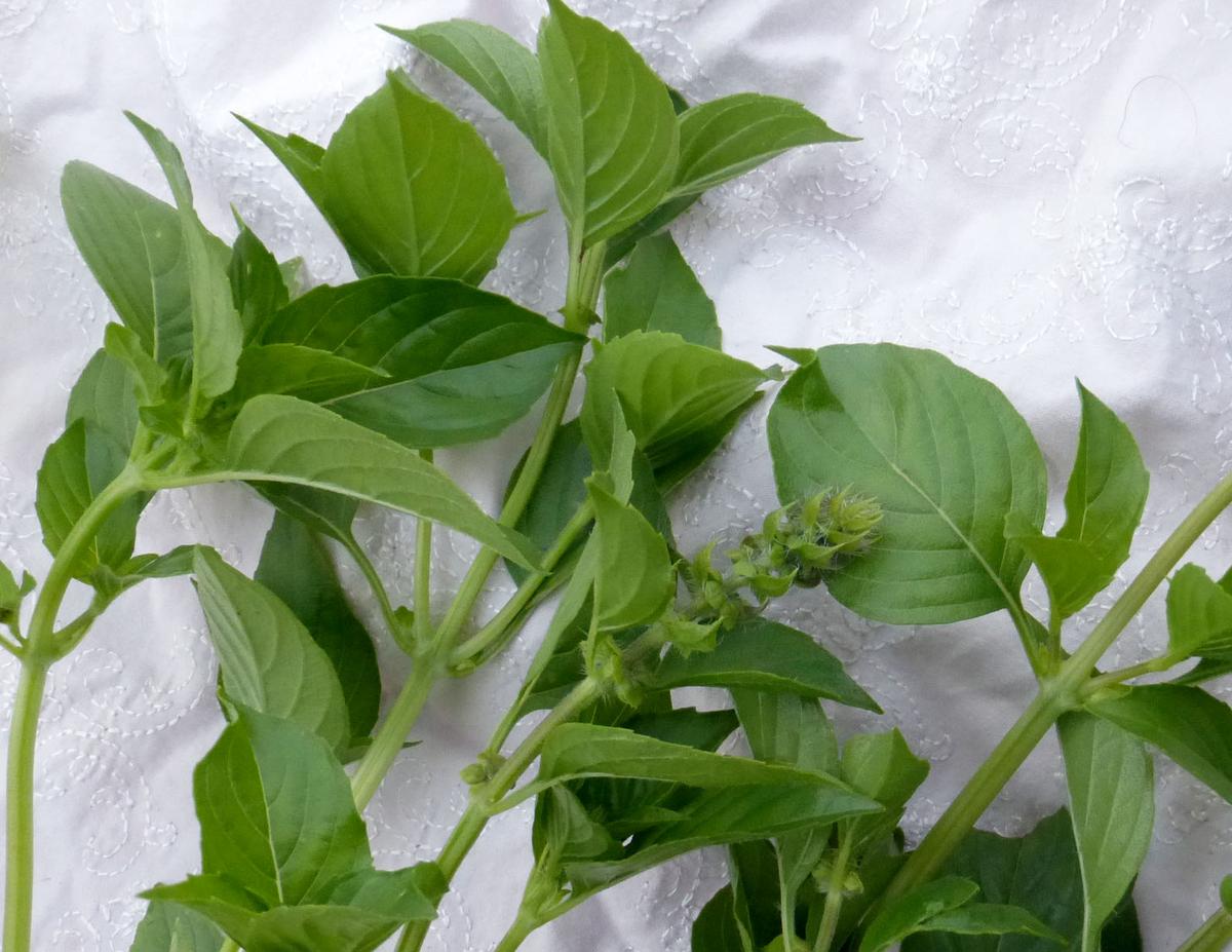 Lemon cucumber seeds plant with vibrant green leaves and sturdy stems on Tampa Home & Garden Store