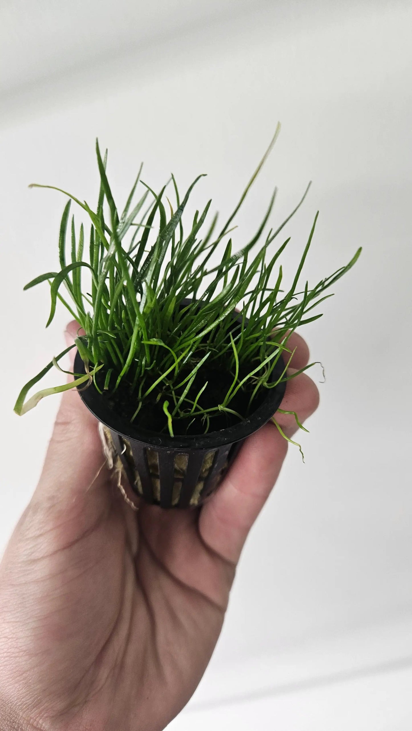 Micro Sword Potted - Tampa Home & Garden Store