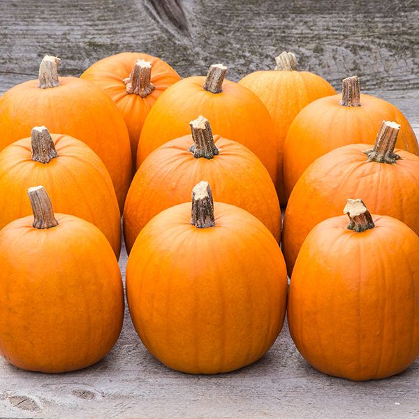 New England Pie Pumpkin display of bright orange pumpkins with stems on a rustic wooden surface on Tampa Home & Garden Store