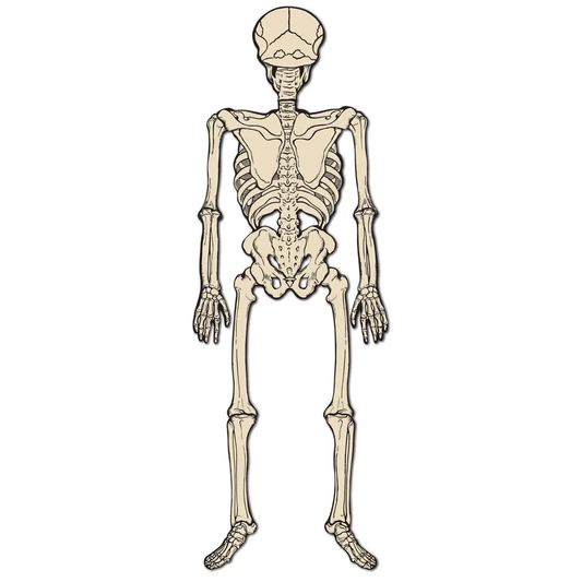 Vintage Halloween Jointed Skeleton 4 ft tall antique beige finish on Tampa Home & Garden Store