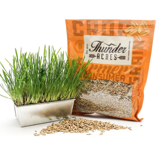 Oat Seed by Thunder Acres in an orange bag with oats spilling and green grass foreground on Tampa Home & Garden Store
