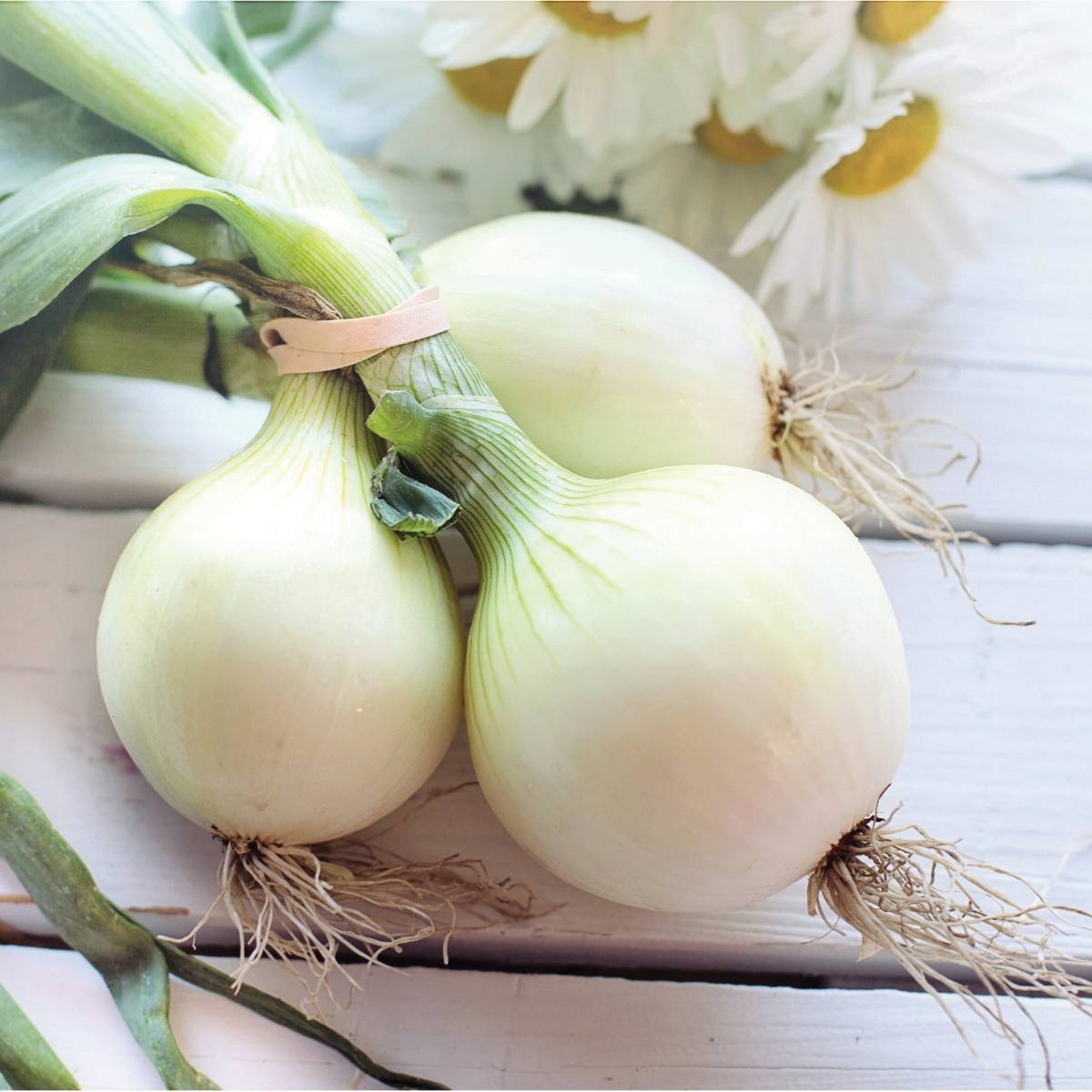 Pompeii onion bulbs, white skins with green tops, three bulbs Seedtime Store on Tampa Home & Garden Store
