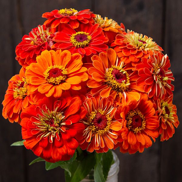 Orange zinnia bouquet with bright petals and yellow centers on Tampa Home & Garden Store