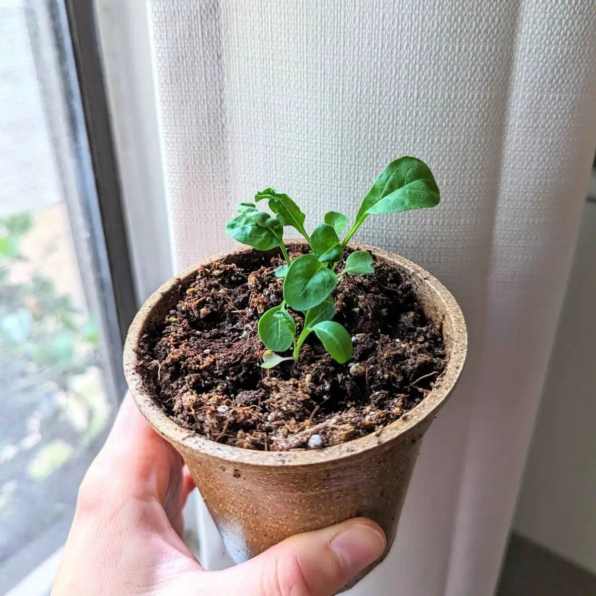 Organic arugula seedling in a small brown pot by a window on Tampa Home & Garden Store