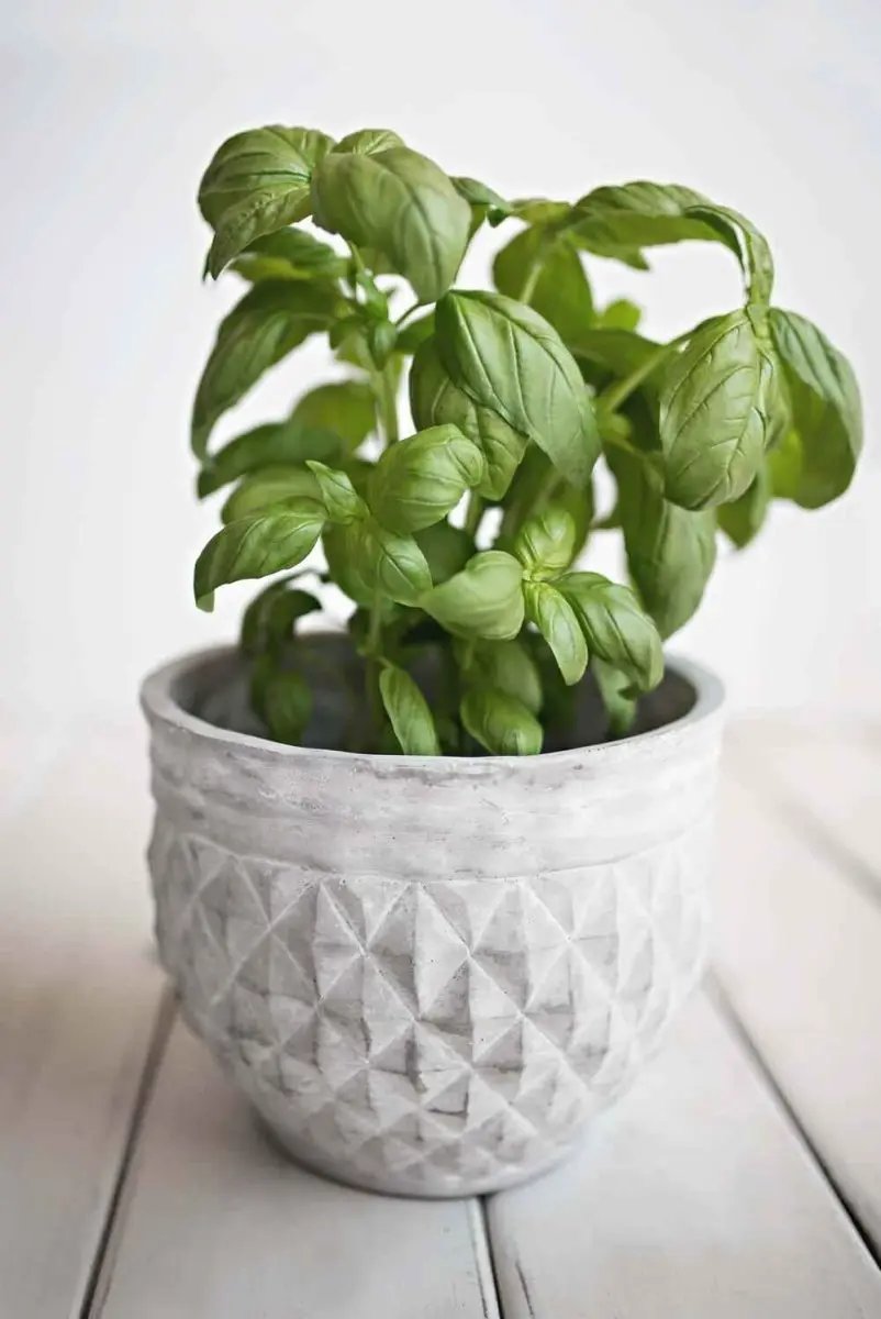 Organic basil plant in a textured gray pot on white wood on Tampa Home & Garden Store