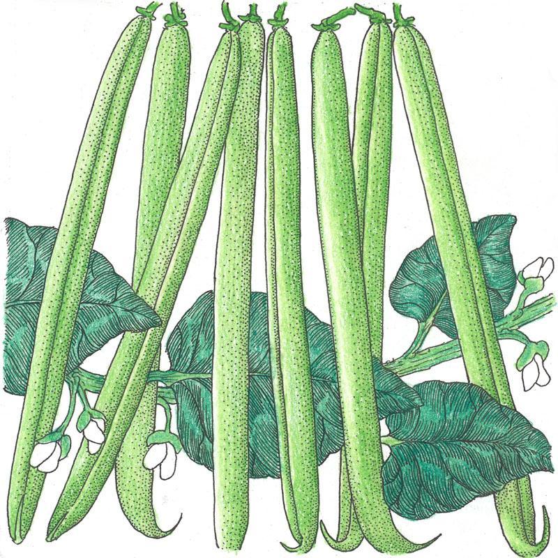 Proveedor de semillas de frijol arbustivo (orgánico)