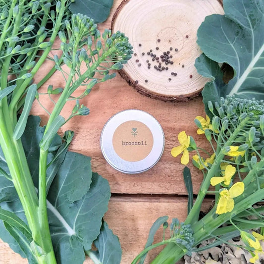 Organic broccoli seeds with green stems and leaves beside a labeled seed tin on wood on Tampa Home & Garden Store