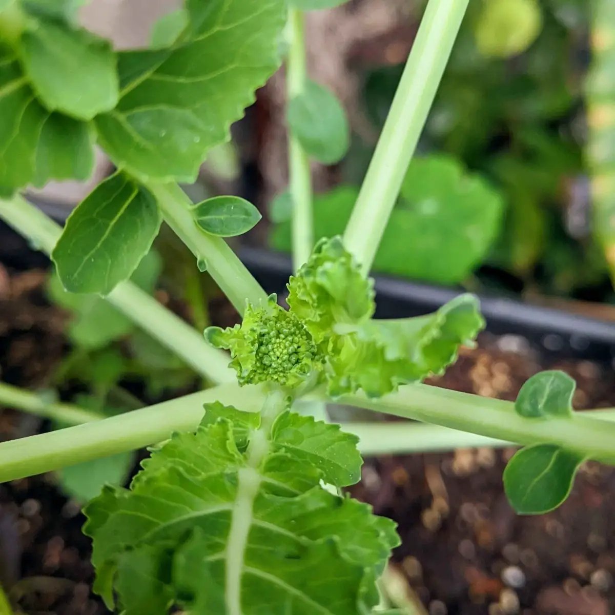 Organic broccoli seeds Plantflix, green stems with ruffled leaves on Tampa Home & Garden Store