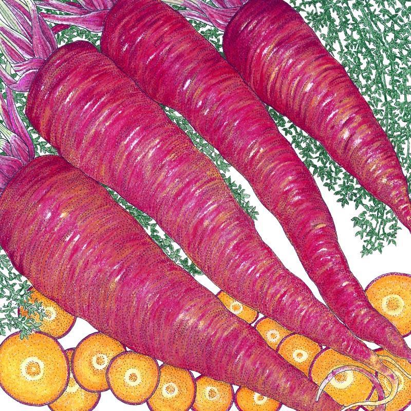 Dragon Carrot Seeds Organic purple carrots with feathery green tops on Tampa Home & Garden Store