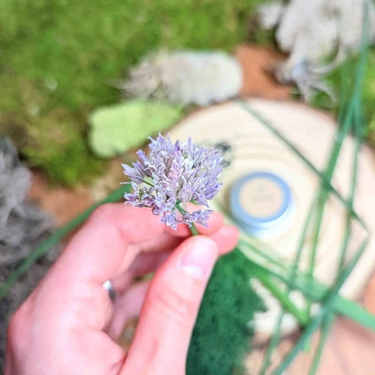 Organic chives seeds purple bloom head held in hand in garden on Tampa Home & Garden Store