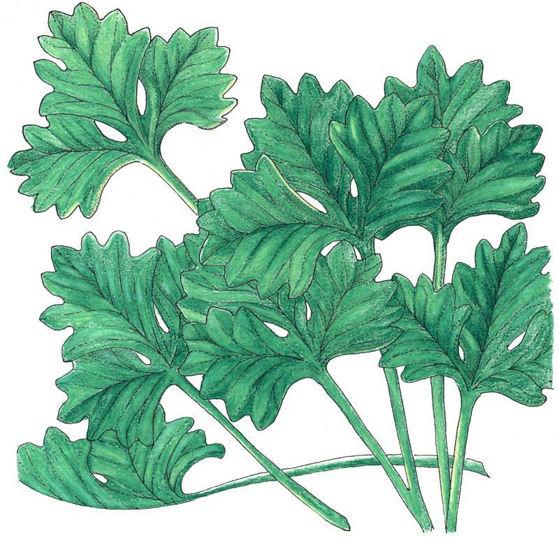 Cilantro seeds organic Grow Organic vegetable seeds green leaves illustration on Tampa Home & Garden Store