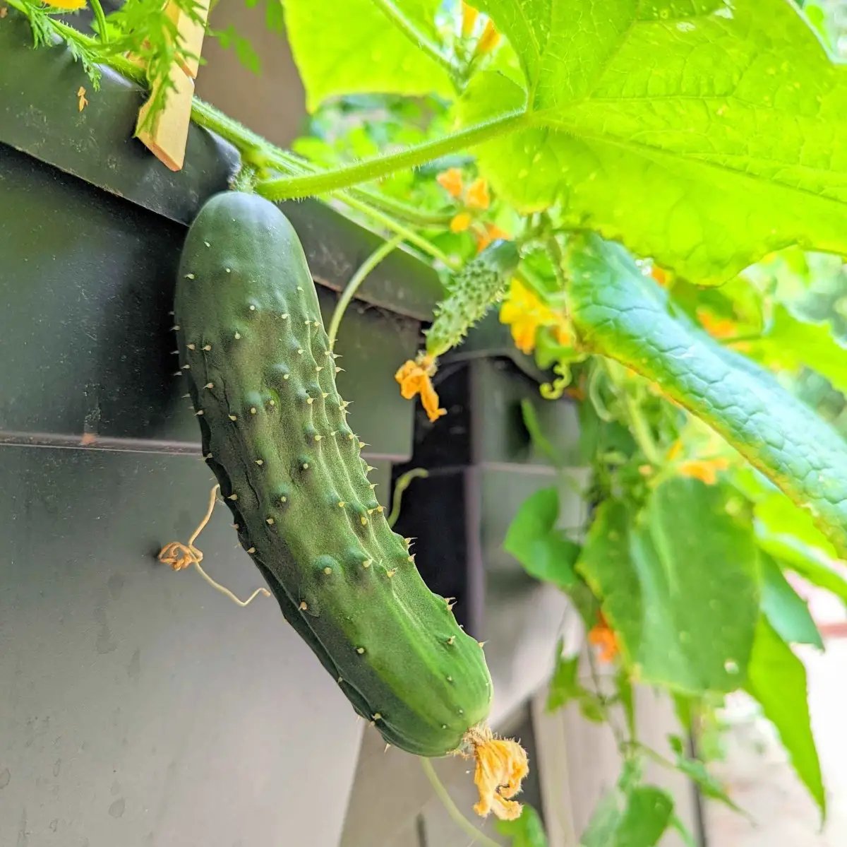 Organic cucumber fruit on vine in planter with green leaves and yellow blossoms Plantflix on Tampa Home & Garden Store