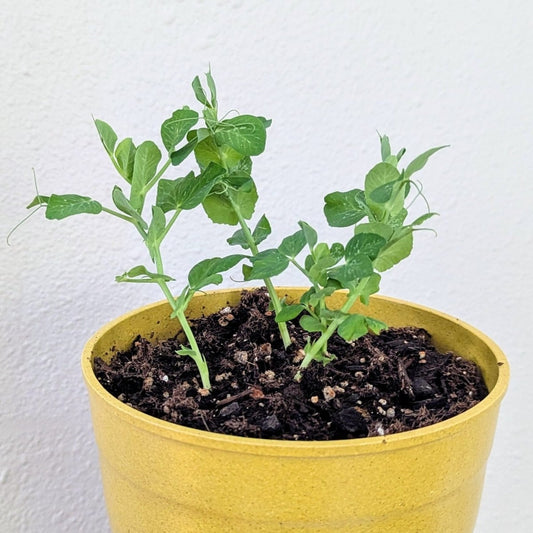 Semillas Orgánicas de Guisante Tirabeque Enano