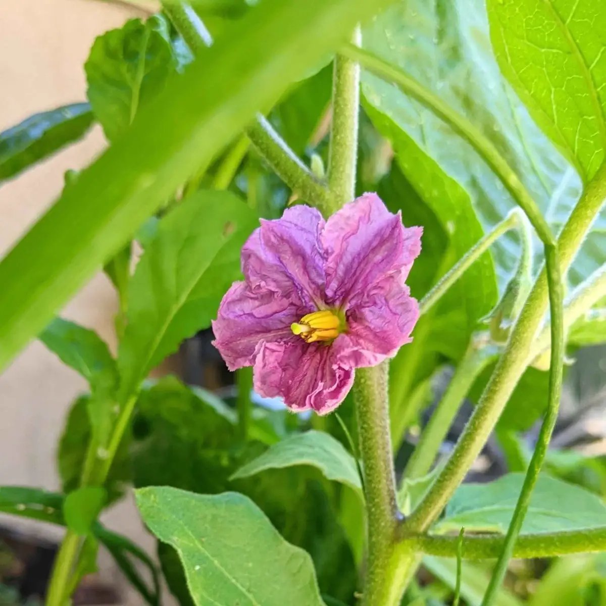 Organic Eggplant Seeds flowering plant with purple bloom and yellow center heirloom variety on Tampa Home & Garden Store