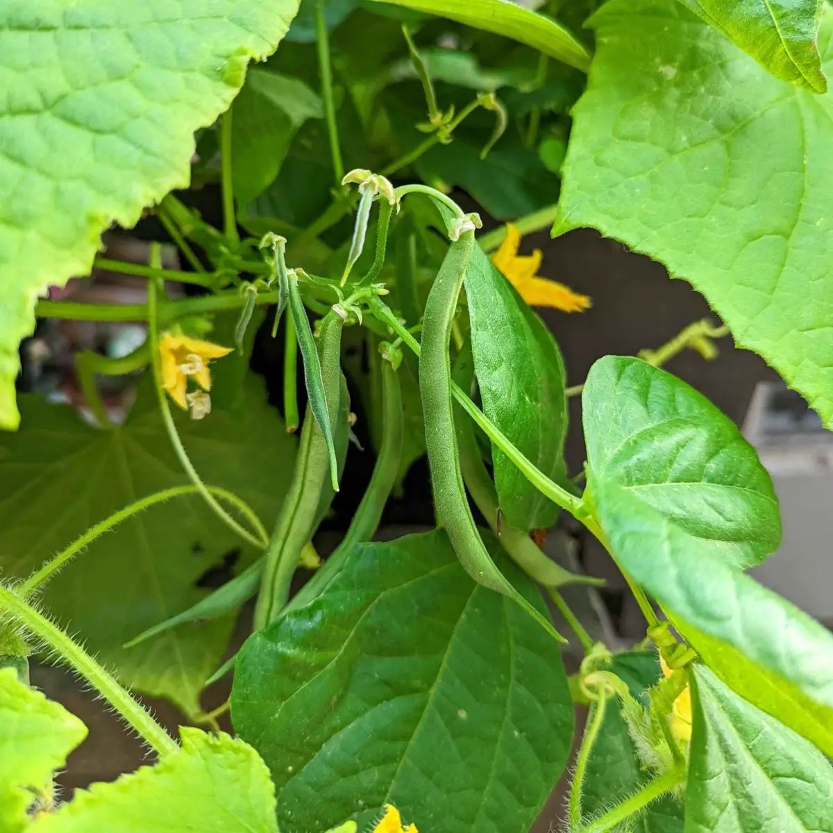 Organic Green Bean Seeds plant with multiple slender green pods on vine, Plantflix seeds on Tampa Home & Garden Store