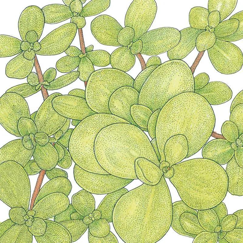 Organic purslane greens seeds illustration with green succulent leaves and brown stems on Tampa Home & Garden Store