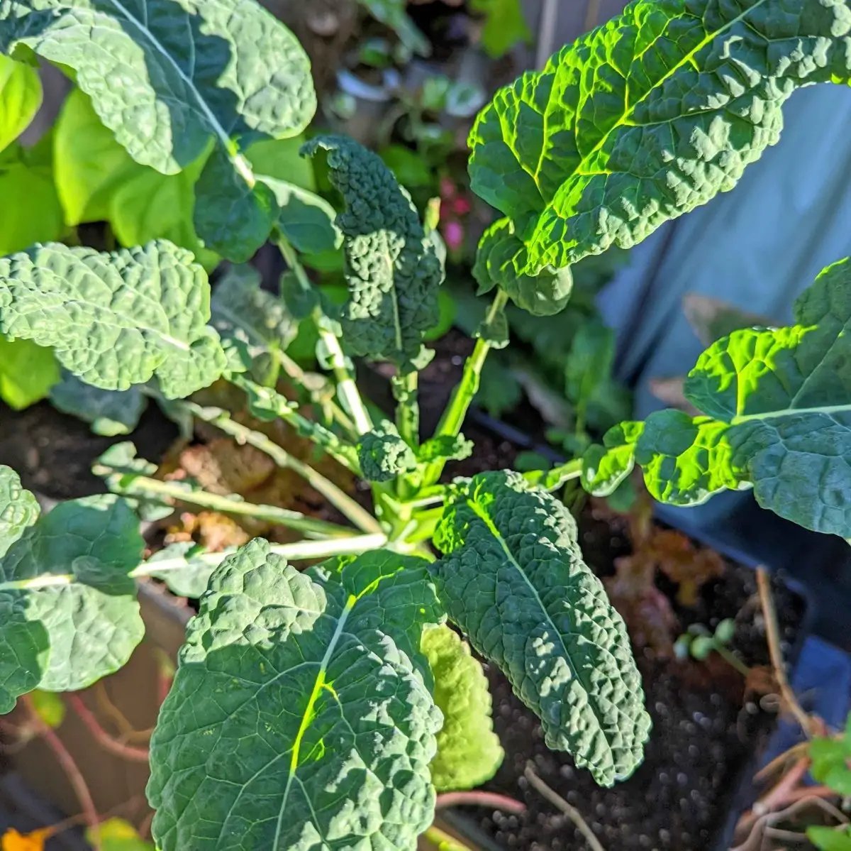 Organic Dinosaur Kale Seeds plant with dark green, crinkled leaves in garden bed on Tampa Home & Garden Store