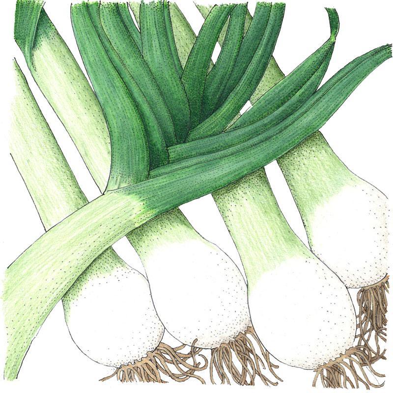 Varna leek seeds vegetable seeds, five green-leaved leeks with white bulbs on Tampa Home & Garden Store