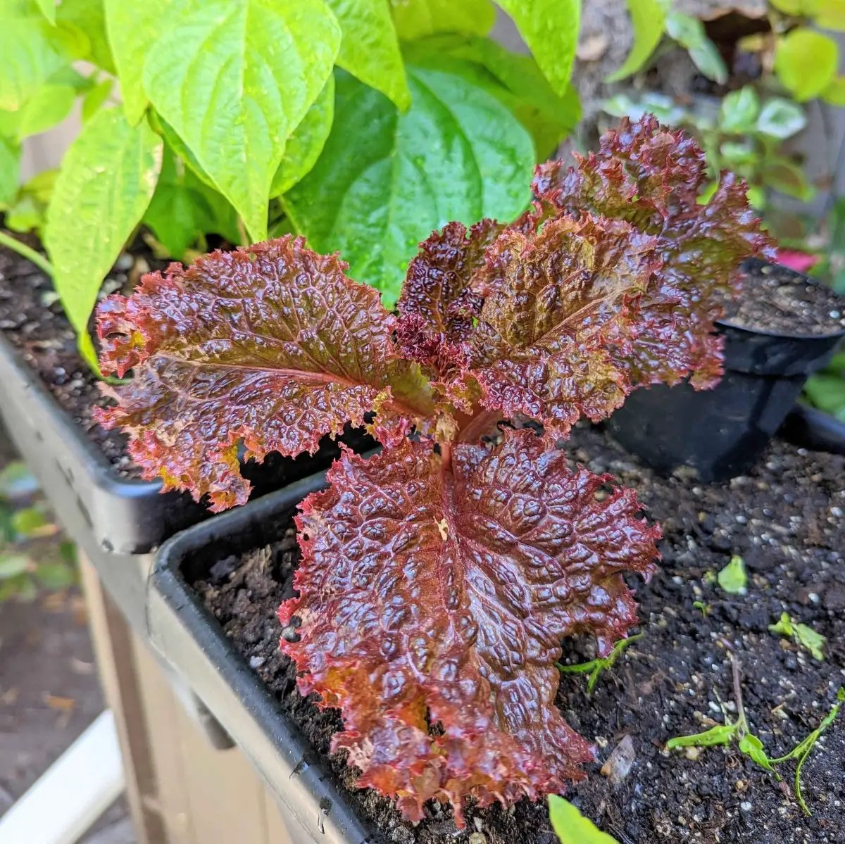 Organic Lollo Rosso Lettuce Seeds in planter with red curly leaves on Tampa Home & Garden Store