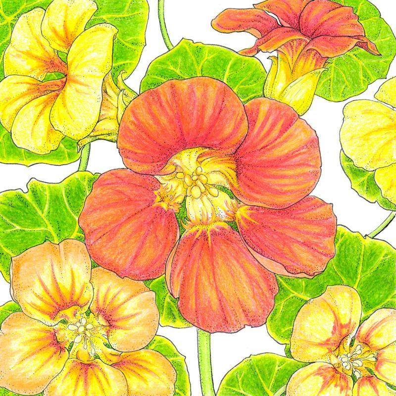 Kaleidoscope Mix Nasturtium Seeds Organic flowers with several orange and yellow blooms on Tampa Home & Garden Store