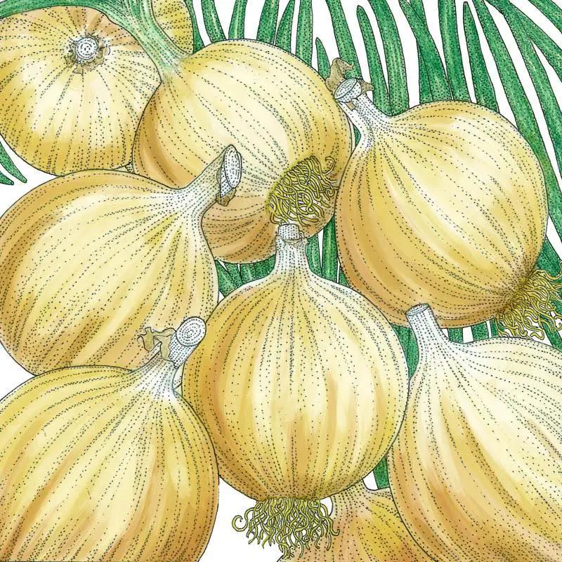 Eight yellow Cortland onion bulbs, organic vegetable seeds by Grow Organic on Tampa Home & Garden Store