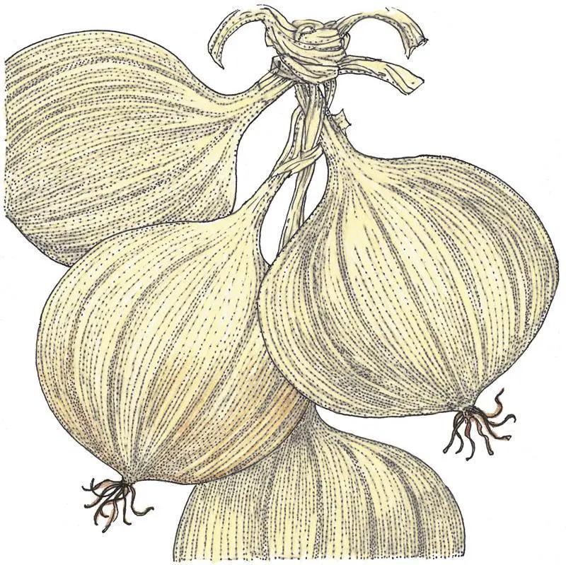 Walla Walla onion seeds illustration, 3 pale yellow bulbs in a cluster, organic heirloom seeds on Tampa Home & Garden Store