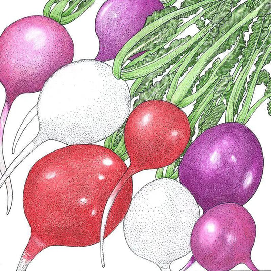 Organic Easter Egg Mix radish seeds in assorted red white purple with leafy tops on Tampa Home & Garden Store