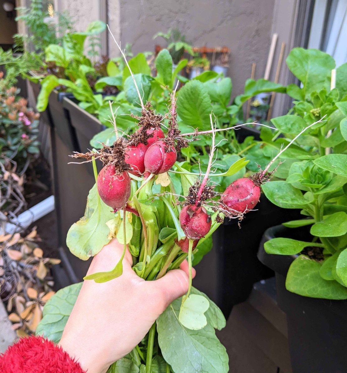 Organic Heirloom Radish Seeds Non GMO red radish roots with soil and greens Plantflix on Tampa Home & Garden Store