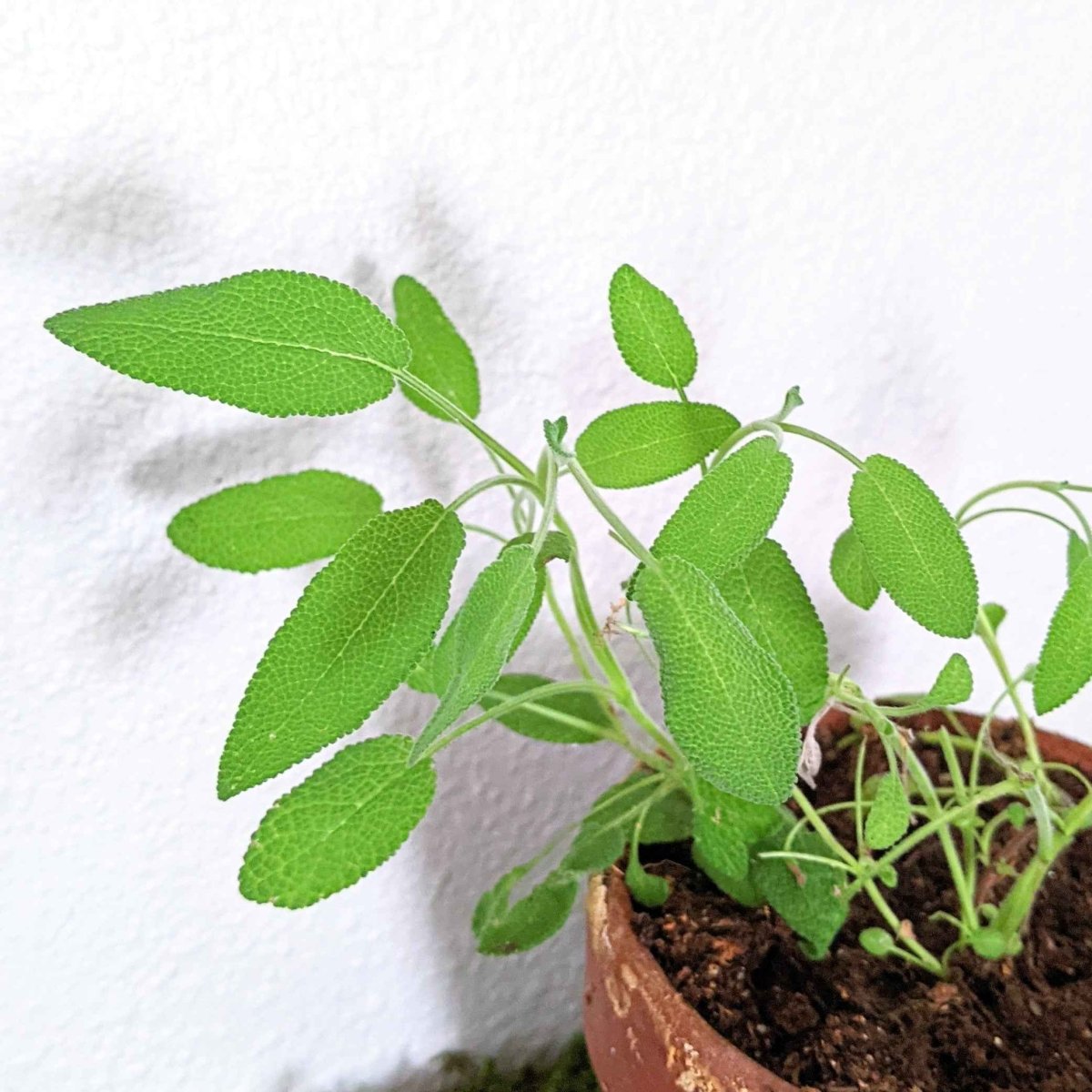 Organic Sage Seeds plant with bright green fuzzy leaves in a terracotta pot on Tampa Home & Garden Store