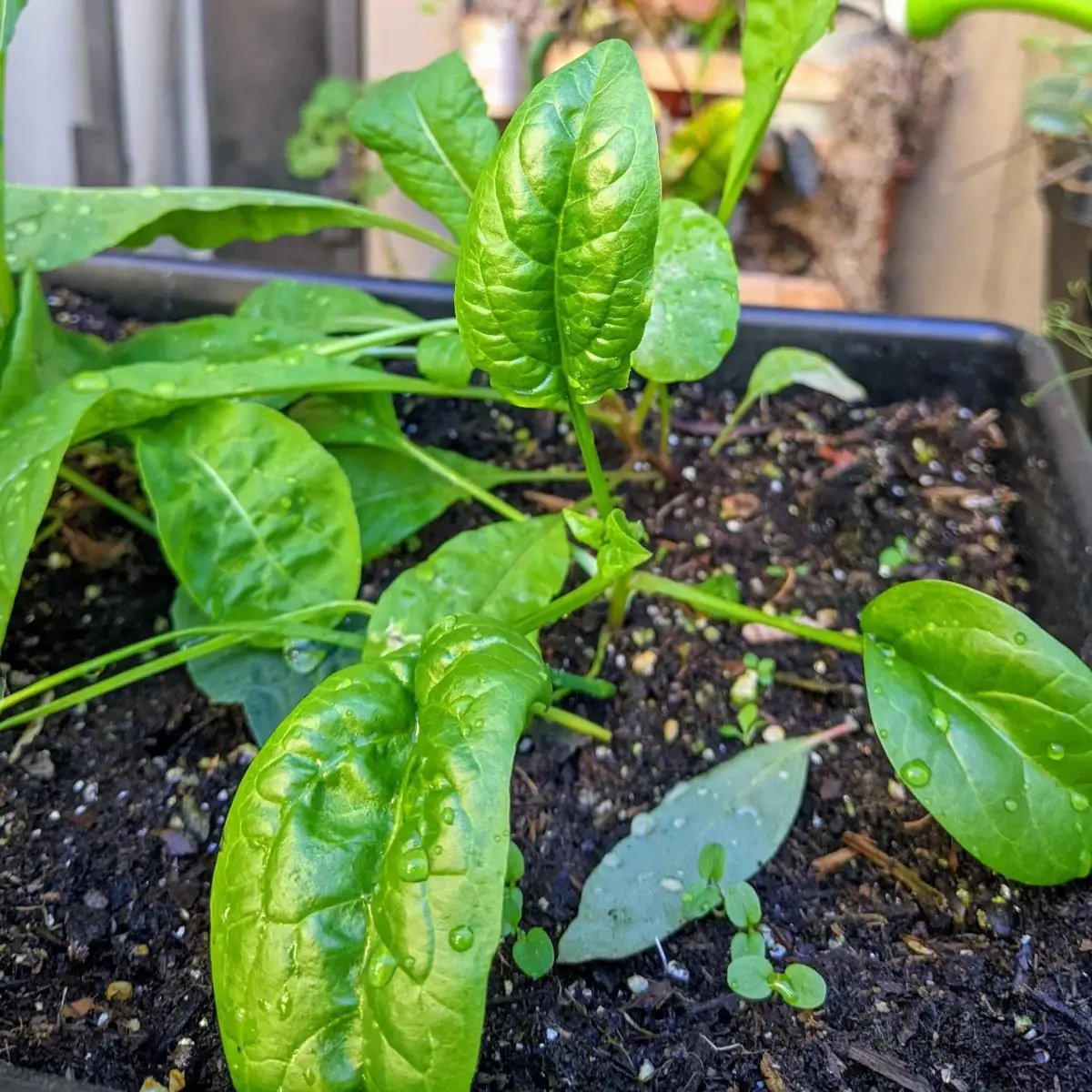 Organic spinach seedlings in a planter with vibrant green leaves on Tampa Home & Garden Store
