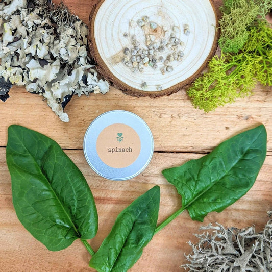 Semillas de espinaca orgánica