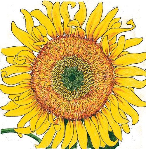 Grow Organic Russian Mammoth Sunflower Seeds, flower seeds with a large yellow sunflower on Tampa Home & Garden Store