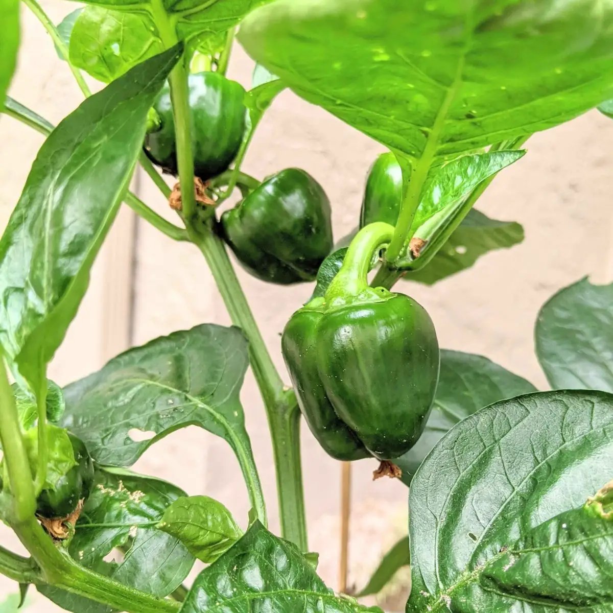 Organic sweet pepper plant with multiple glossy green bell peppers on Tampa Home & Garden Store
