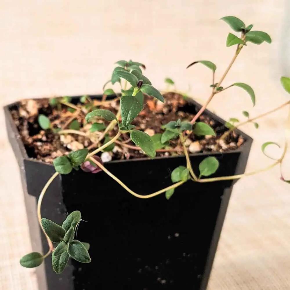 Heirloom Organic Thyme Seeds herb plant in a black plastic pot with trailing green thyme stems on Tampa Home & Garden Store