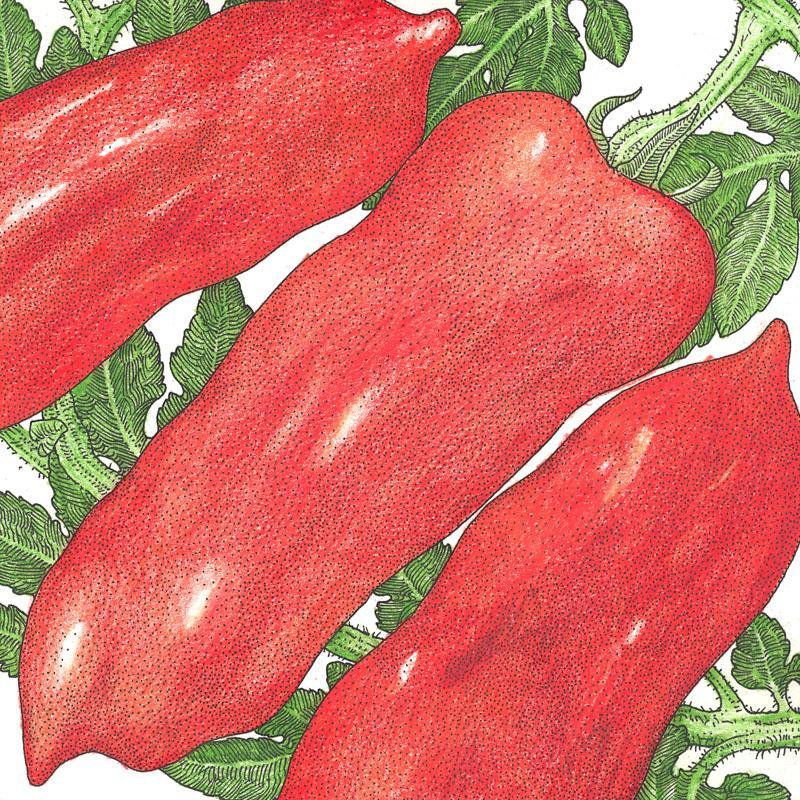 San Marzano Tomato Seeds (Organic)