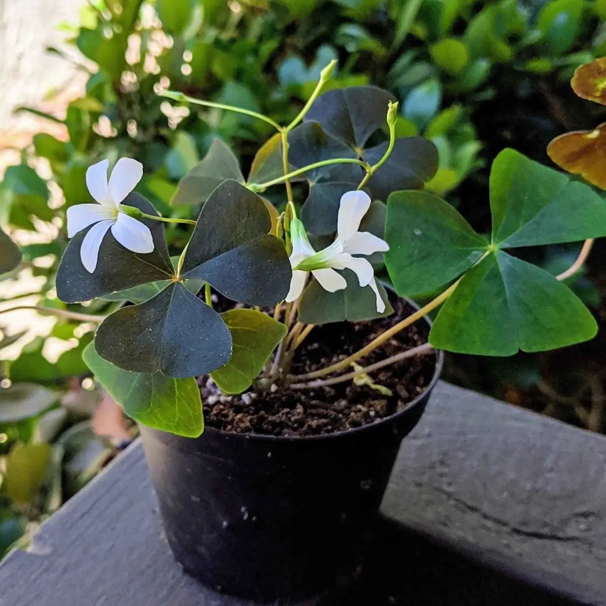 Oxalis Shamrock Plant Bulbs green and purple in a small black pot with white flowers on Tampa Home & Garden Store