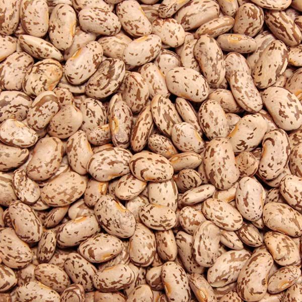 Quincy Pinto Dry Bean seeds beige cream-colored beans with brown speckles Seedtime Store brand on Tampa Home & Garden Store