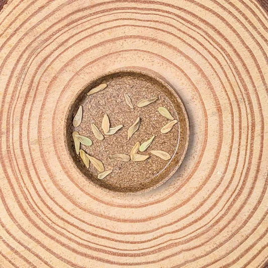 Pachypodium lamerei 'Madagascar Palm' Seeds
