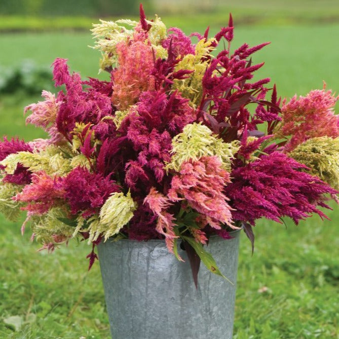 Pampas Plume Celosia bouquet in galvanized bucket with pink cream magenta plumes Seedtime Store on Tampa Home & Garden Store