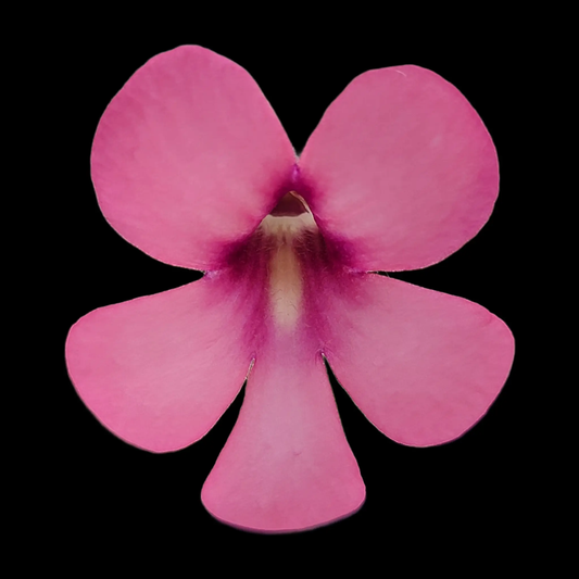 Pinguicula Peaches butterwort pink flower close-up carnivorous plant on Tampa Home & Garden Store