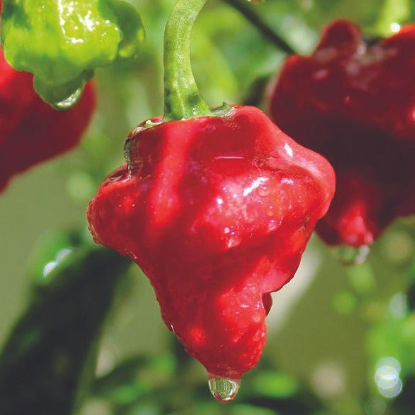 Mushroom red pepper seeds, close-up of ripe red peppers on a green plant on Tampa Home & Garden Store