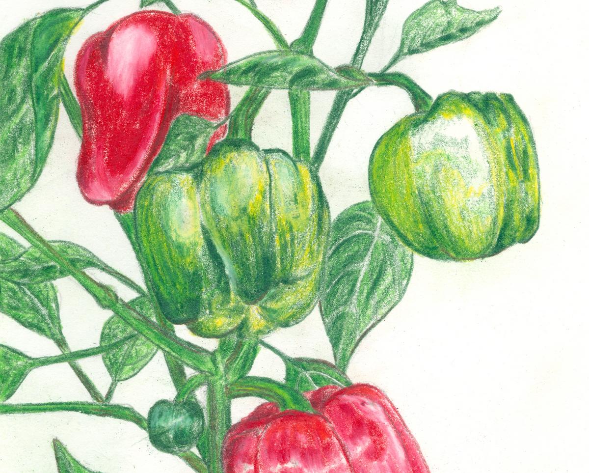 California Wonder pepper seeds on green plant with red and green peppers Seedtime Store on Tampa Home & Garden Store
