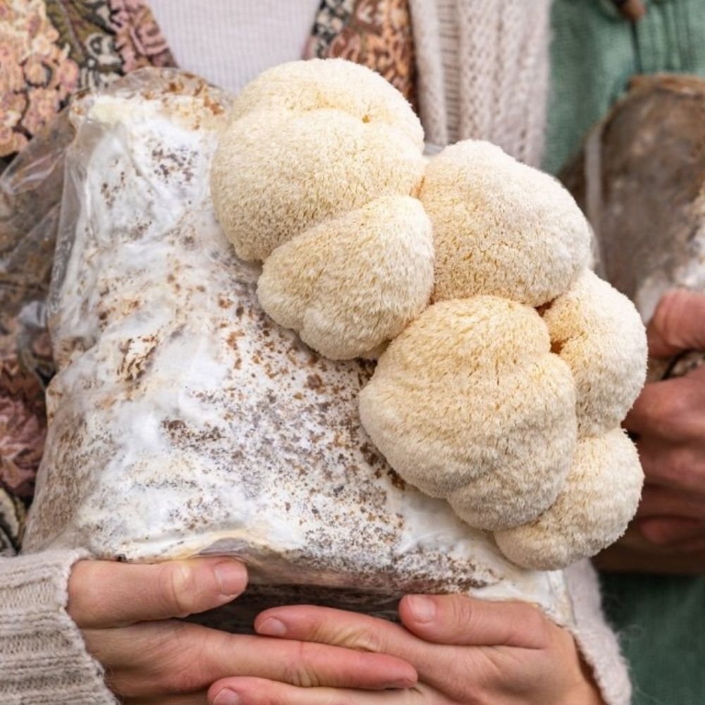Premium Lion's Mane Mushroom Fruiting Block Grow Kit - 5 LBS