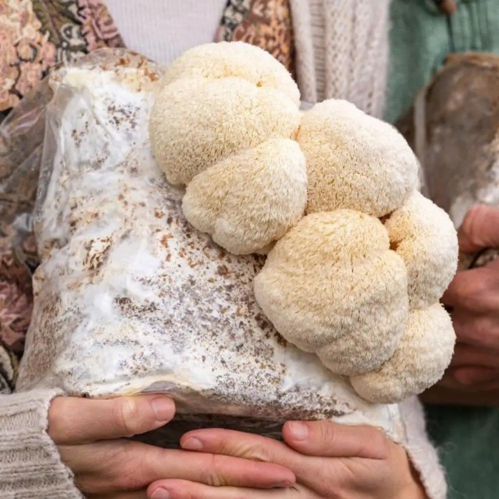 Lion's Mane Fruiting Block Grow Kit 5 lb beige mushroom blocks in bag on Tampa Home & Garden Store