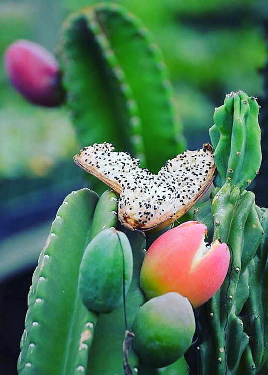 Peruvian Apple Cactus Plant with pink fruit and a dragon fruit slice on Tampa Home & Garden Store