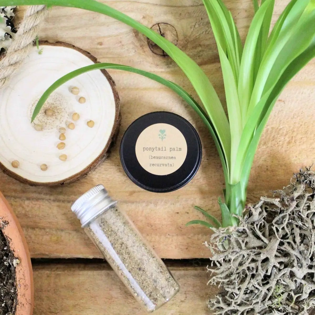Pet Friendly Houseplant Seed Collection ponytail palm seeds Plantflix in glass vial on Tampa Home & Garden Store
