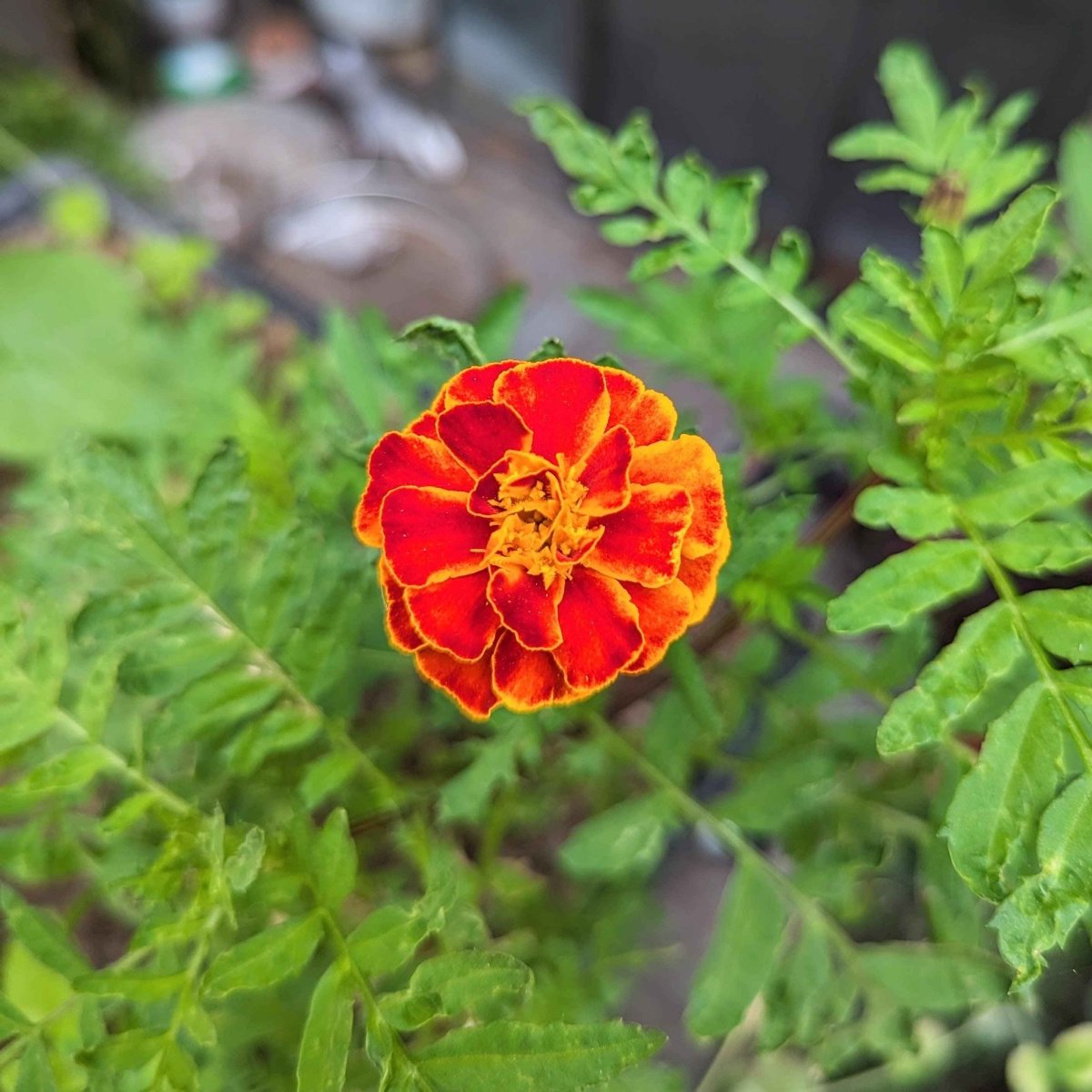 Petite Marigold Seeds red-orange bloom with yellow-edged petals Plantflix on Tampa Home & Garden Store