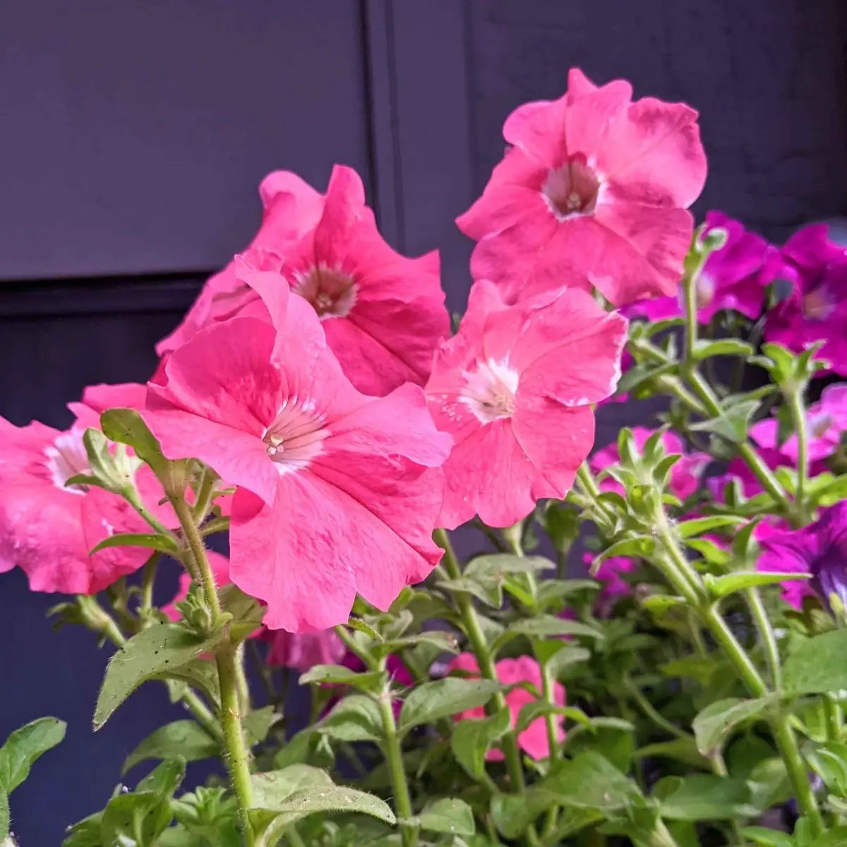 Petunia seeds pink blooms with green foliage on sturdy stems Plantflix on Tampa Home & Garden Store
